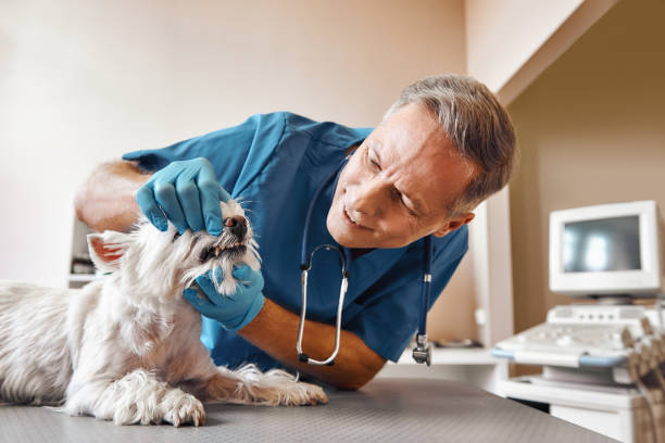 Best Emergency Tooth Extraction  in Lebanon, NH